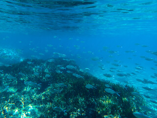 Dark blue ocean surface seen from underwater. Abstract waves underwater and rays of sunlight...