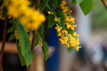 A close-up of a bright yellow Padauk flowers or pterocarpus indicus flowers, With a blurred...