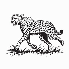 Cheetah gracefully walking in the savannah Image vector isolated on white background.