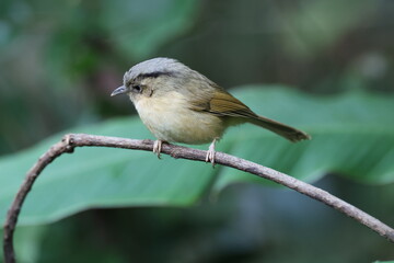 Common Name: Yunnan Fulvetta,
Sci. Name : Alcippe fratercula