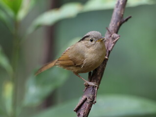 Common Name: Yunnan Fulvetta,
Sci. Name : Alcippe fratercula