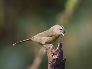 Common Name: Yunnan Fulvetta,
Sci. Name : Alcippe fratercula
