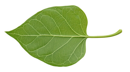 Obraz premium A detailed green leaf showcasing intricate vein patterns and a smooth surface.