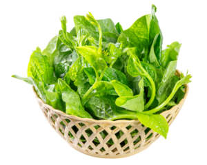 A plastic woven basket filled with fresh Malabar spinach, also known as Ceylon spinach, isolated on a white background.