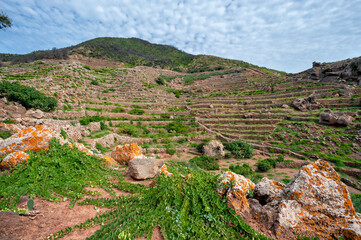 Pantelleria Island, Trapani district, Sicily, Italy, terraces where capers are grown, a typical...