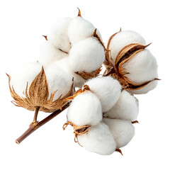 cotton on a transparent background