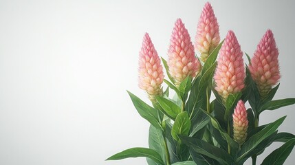 Watercolor botanical illustration of celosia flowers in a vase with a decorative design