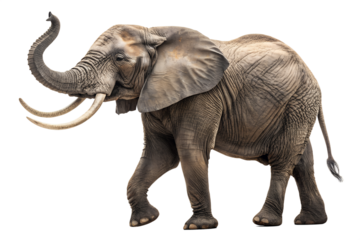 An African elephant majestically raises its trunk in a celebratory display of strength and freedom isolated on a black background showcasing detailed skin texture and impressive ivory tusks perfectly.