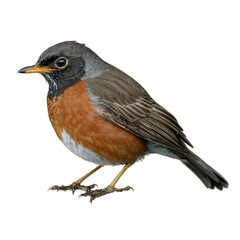 American Robin Bird Portrait