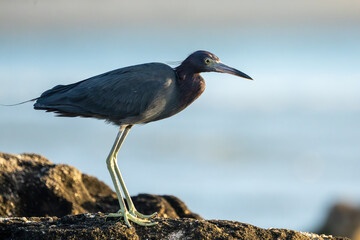 Little blue heron