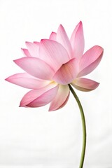 Fototapeta premium Pink lotus flower isolated on a white background (Flower)