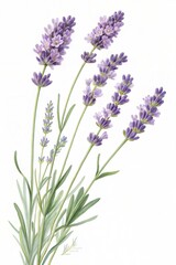 Naklejka premium Sprigs of lavender flowers isolated on a white background (Flower)