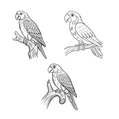  Hand-Drawn Parrot Sketches - Artistic Bird Illustrations on Branches