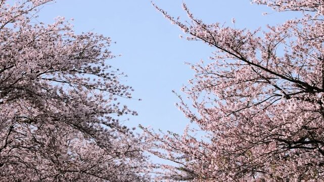Sakura Cherry Blossoms in Full Bloom Stretch out on Both Sides Against the Blue Sky  |  Mitaka, Tokyo, Japan