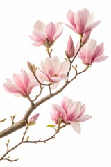 Obraz premium Beautiful pink magnolia flowers on a tree branch, isolated on white (Flower)
