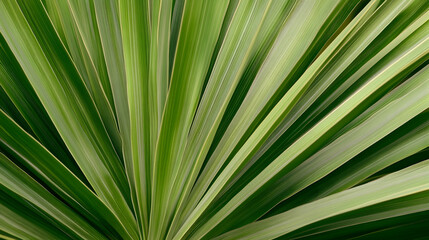 Obraz premium Lush green plant leaves radiating outwards, close-up detail, natural background, ideal for nature-themed designs