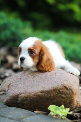 cavalier king charles spaniel