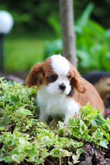 cavalier king charles spaniel