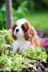 cavalier king charles spaniel puppy