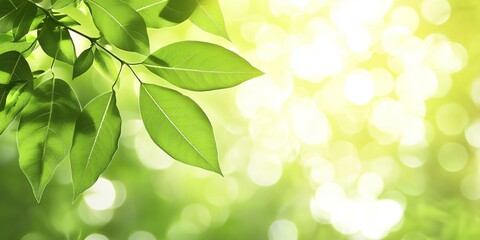 Obraz premium A gentle abstract background featuring green leaves with soft bokeh lights in the background, creating a serene atmosphere