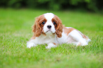 cavalier king charles spaniel
