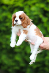 cavalier king charles spaniel