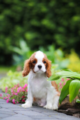 cavalier king charles spaniel