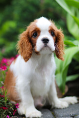 cavalier king charles spaniel