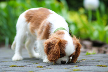 dog lying on the grass