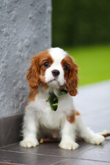 cavalier king charles spaniel