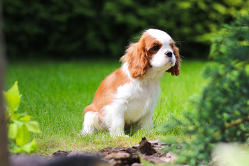 cavalier king charles spaniel