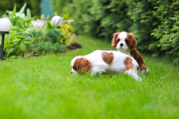 cavalier king charles spaniel