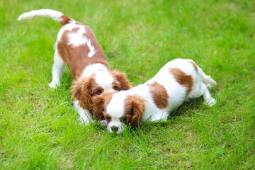 cavalier king charles spaniel