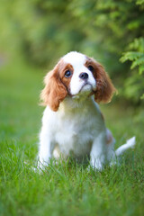 cavalier king charles spaniel