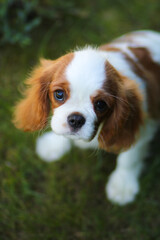 cavalier king charles spaniel