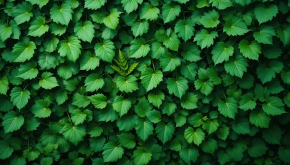 Fototapeta premium Lush green leaves natural forest plant close-up tranquil environment top-down view serenity