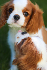 cavalier king charles spaniel