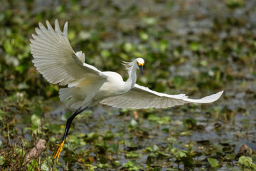 Snowy Egret landing on rock