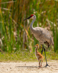 Sandhill crane parent with a colt