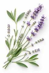 Fototapeta premium Isolated Lavender Flowers and Leaves on White Background for Natural Remedies and Aromatherapy 