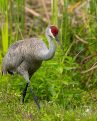An adult sandhill crane