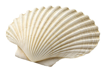 Seashell isolated on a white background