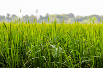 Obraz premium Green, fertile fields stretch endlessly, covered in lush green crops