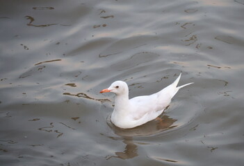 An albino brown-headed gull (Chroicocephalus brunnicephalus) swimming in search of food. The black body feathers turn white due to a pigment defect. Easily worn feathers, Seagull swimming in the sea
