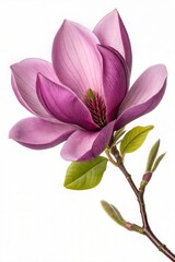 Fototapeta premium A deep purple magnolia flower in full bloom, isolated on white, with a clipping path for design use. (Flower)