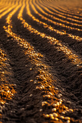 Seeds planted in fertile soil, warm golden sunlight illuminating tilled rows. Rustic farmland setting enhancing agricultural essence. Concept of farming, crop cultivation, sustainability