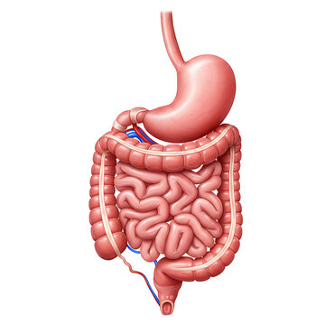 Detailed anatomical illustration of human digestive system showing stomach and intestines