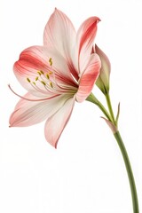 Single flower isolated on a white background. (Flower)