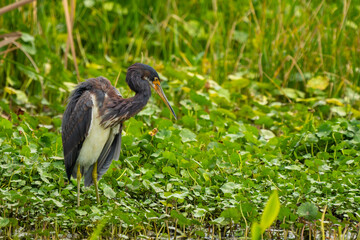 Tricolored heron