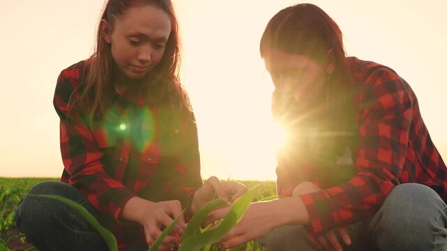 agriculture, two farmers working field sunset, farmers touching leaves with their hand sunset, teamwork, group people business women inspecting farmer field, agronomists team preparing harvesting farm